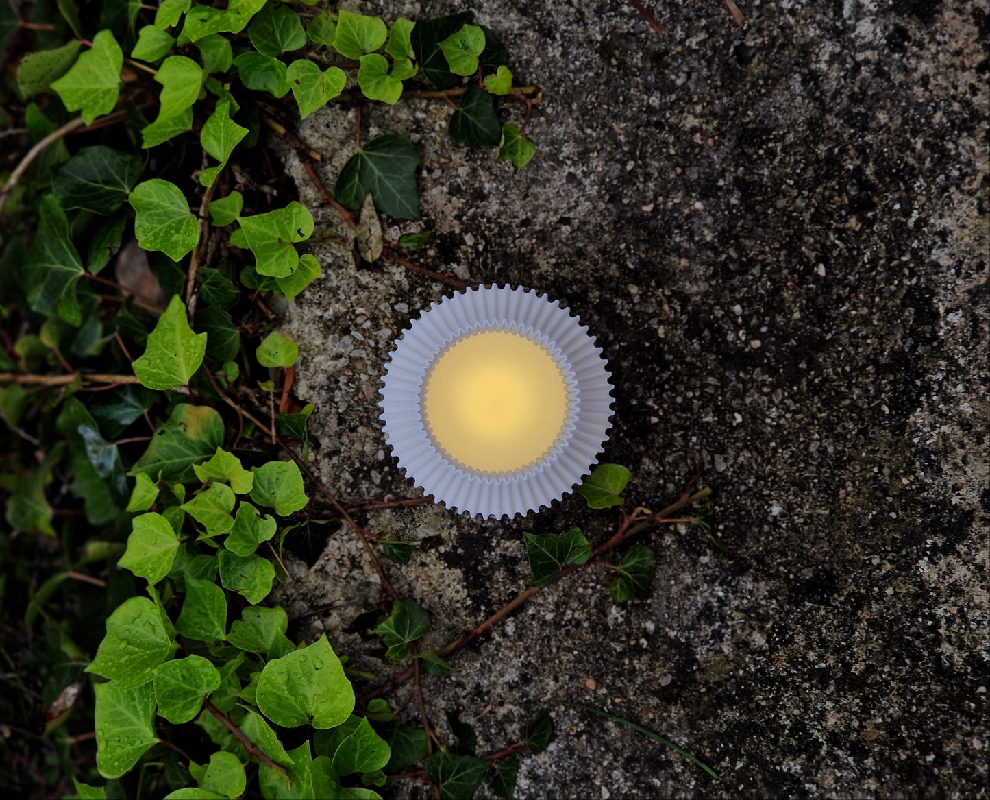 Java Blanca